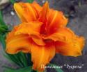 Лилейник "Bandolero" (Hemerocallis)