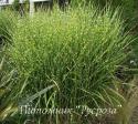 Мискантус китайский "Zebrinus" (Miscanthus sinensis)