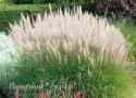 Мискантус китайский "Dronning Ingrid" (Miscanthus sinensis)