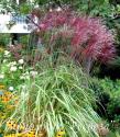 Мискантус китайский "Red Chief" (Miscanthus sinensis)