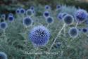 Мордовник "Blue Glow" (Echinops bannaticus)