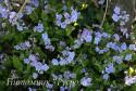 Омфалодес каппадокийский (Пупочник) "Starry Eyes" (Omphalodes cappadocica)