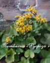 Бузульник зубчатый "Othello" (Ligularia dentata)