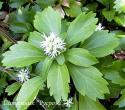 Пахизандра верхушечная (Pachysandra terminalis)