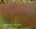 Просо прутьевидное "Shenandoah" (Panicum virgatum)