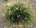 Пеннисетум лисохвостовый "Little Bunny" (Pennisetum alopecuroides)