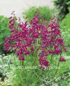 Пенстемон Хартвега "Polaris Pink" (Penstemon hartwegii)