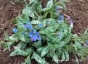 Медуница длиннолистная "E.B. Anderson" (Pulmonaria longifolia)