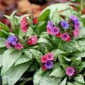 Медуница "Silver Bouquet" (Pulmonaria)