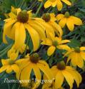 Рудбекия глянцевитая "Herbstsonne" (Rudbeckia nitida)