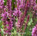 Шалфей дубравный "Pink Beauty" (Salvia nemorosa)