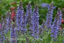 Шалфей дубравный "Blauhugel" (Salvia nemorosa)