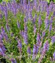 Шалфей дубравный "Blauhugel" (Salvia nemorosa)