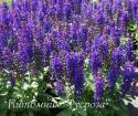 Шалфей дубравный "Blue Bouquetta" (Salvia nemorosa)