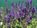 Шалфей дубравный "Viola Klose" (Salvia nemorosa)