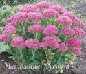 Очиток "Munstead Dark Red" (Sedum)