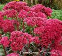 Очиток "Thunderhead" (Sedum telephium)