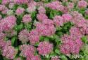 Очиток видный "Brillant" (Sedum spectabile)