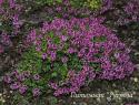 Тимьян лимоннопахнущий "Doone Valley" (Thymus citriodorus)