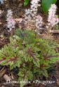 Тиарелла "Sylvan Lace" (Tiarella)