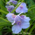 Традесканция "Little Doll" (Tradescantia)