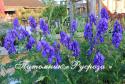 Аконит Кармихеля "Arendsii" (Борец) (Aconitum carmichaeli)