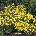 Пупавка "Dwarf Form" (Anthemis)