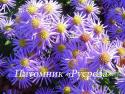 Астра кустарниковая "Professor Anton Kippenberg" (Symphyotrichum dumosum)