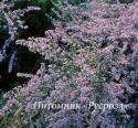 Астра бокоцветковая "Lady in Black" (Aster  lateriflorus)