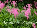 Астильба Тунберга "Straussenfeder" (Astilbe thunbergii)