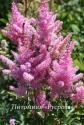 Астильба гибридная "America" (Astilbe)