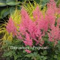 Астильба японская "Rheinland" (Astilbe japonica)