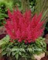 Астильба японская "Montgommery" (Astilbe japonica)