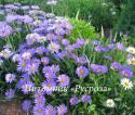 Астра кустарниковая "Lady in Blue" (Symphyotrichum dumosum)