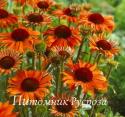 Эхинацея пурпурная "Orange Passion" (Echinacea purpurea)