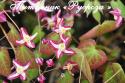 Горянка красная "Galadriel" (Epimedium rubrum)