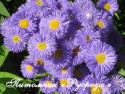 Мелколепестник "Azure Beauty" (Erigeron hybride)