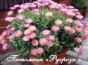 Мелколепестник сизый "Sea Breeze" (Erigeron glaucus)