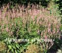 Горец свечевидный  "Rosea" (Persicaria amplexicaulis)