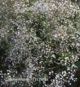 Гипсофила метельчатая "Bristol Fairy" (Gypsophila paniculata)