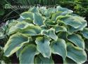 Хоста "American Halo" (Hosta)