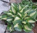 Хоста "Chain Lightning" (Hosta)