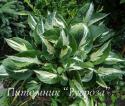 Хоста "Revolution" (Hosta)