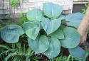 Хоста "Big Mama" (Hosta)