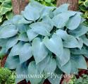 Хоста "Canadian Blue" (Hosta)