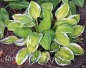 Хоста "Captain's Adventure" (Hosta)