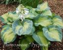 Хоста "Color Glory" (Hosta)