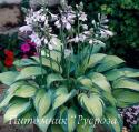 Хоста "June" (Hosta)