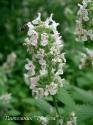 Котовник кошачий (Nepeta cataria)