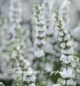 Лаванда "Edelweiss" (Lavandula angustifolia)